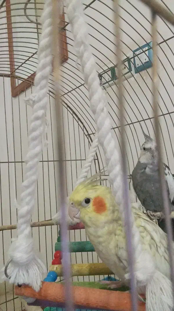 یک جفت عروس هلندی فروش یا معاوضه فقط با قناری مست|پرنده|کرمانشاه, |دیوار