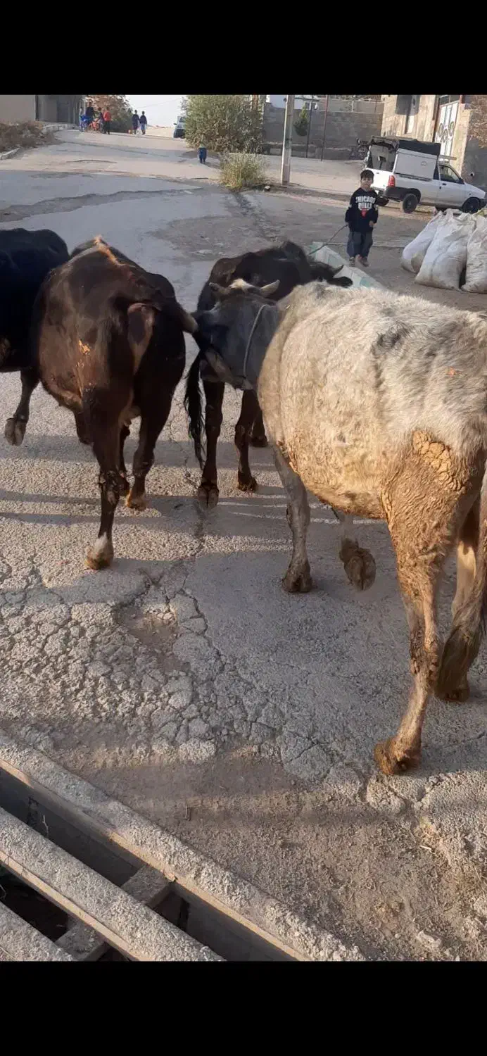 ۸ عدد گاو درجه یک یک مخصوص داشتی همشون ابستن هستن|حیوانات مزرعه|ثلاث باباجانی, |دیوار