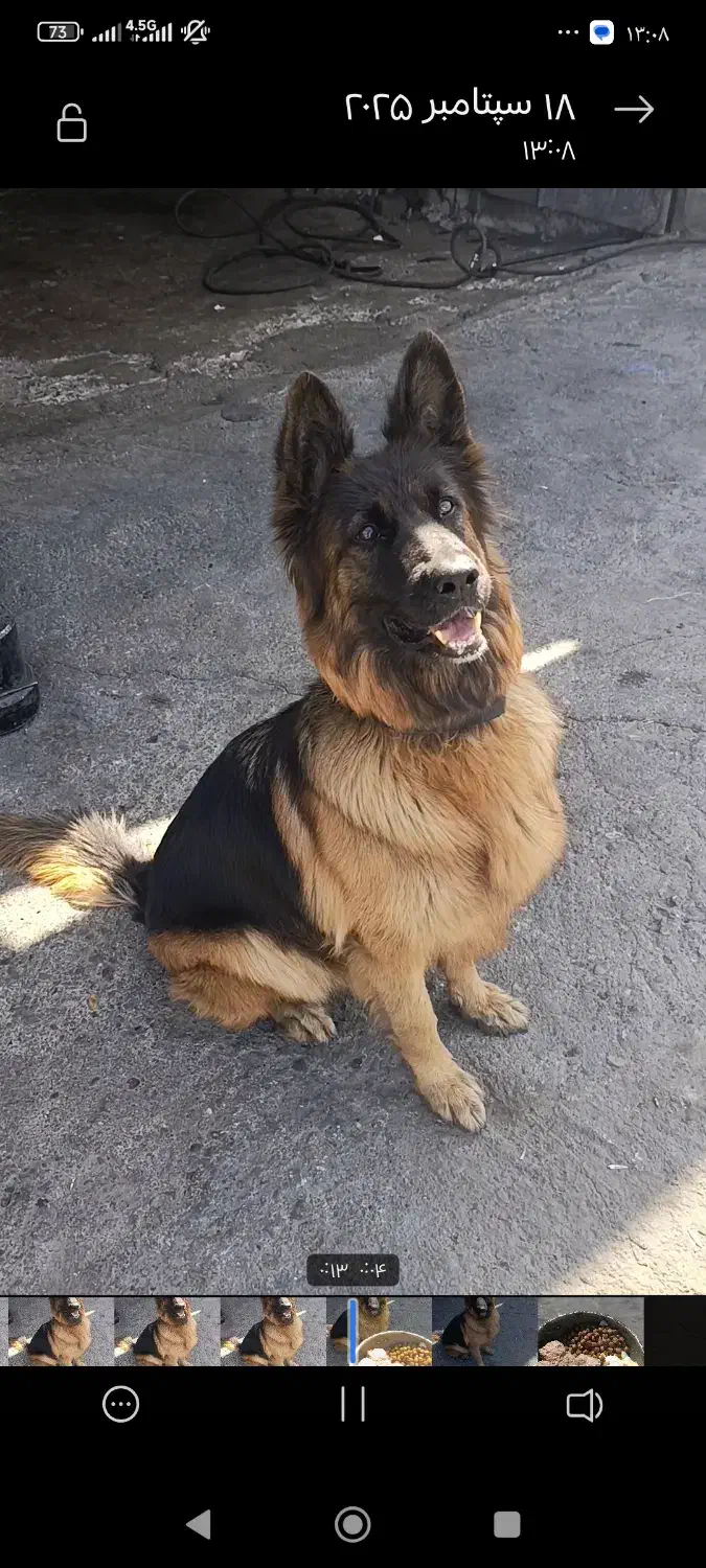 سگ ژرمن شولاین کینگ|سگ|فردیس, شهرک شهید حسینی|دیوار