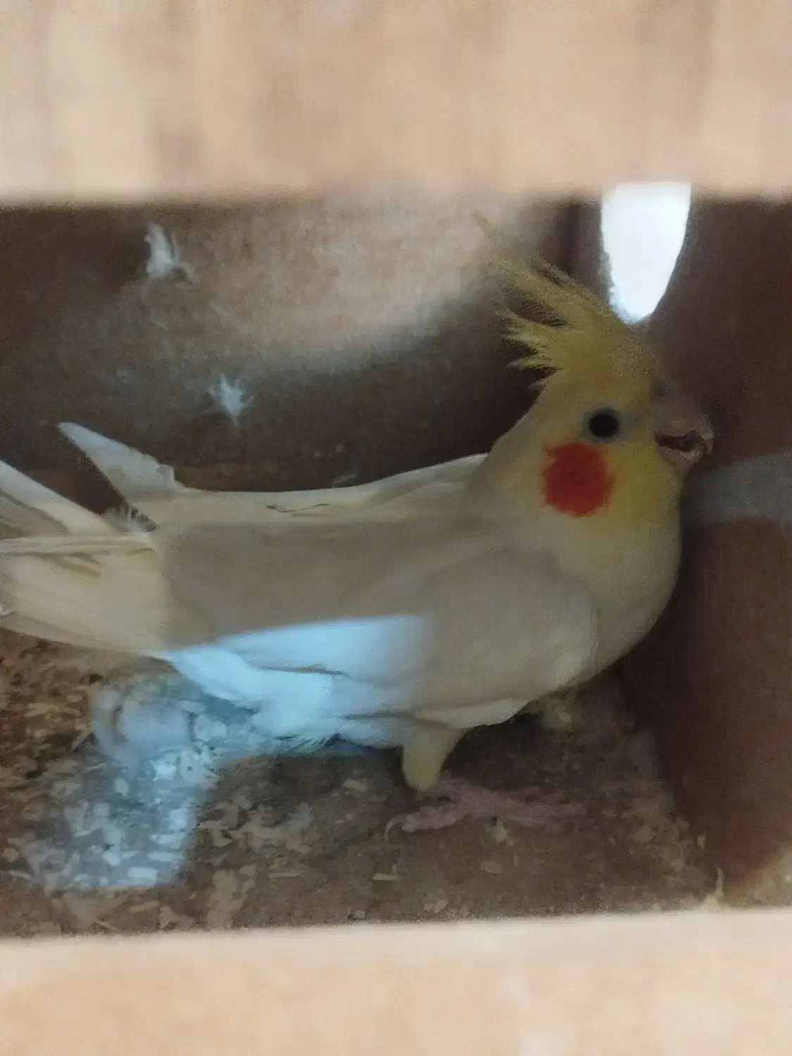 جفت عروس هلندی مولد کارداده سخنگو حلقه پا|پرنده|بومهن, |دیوار