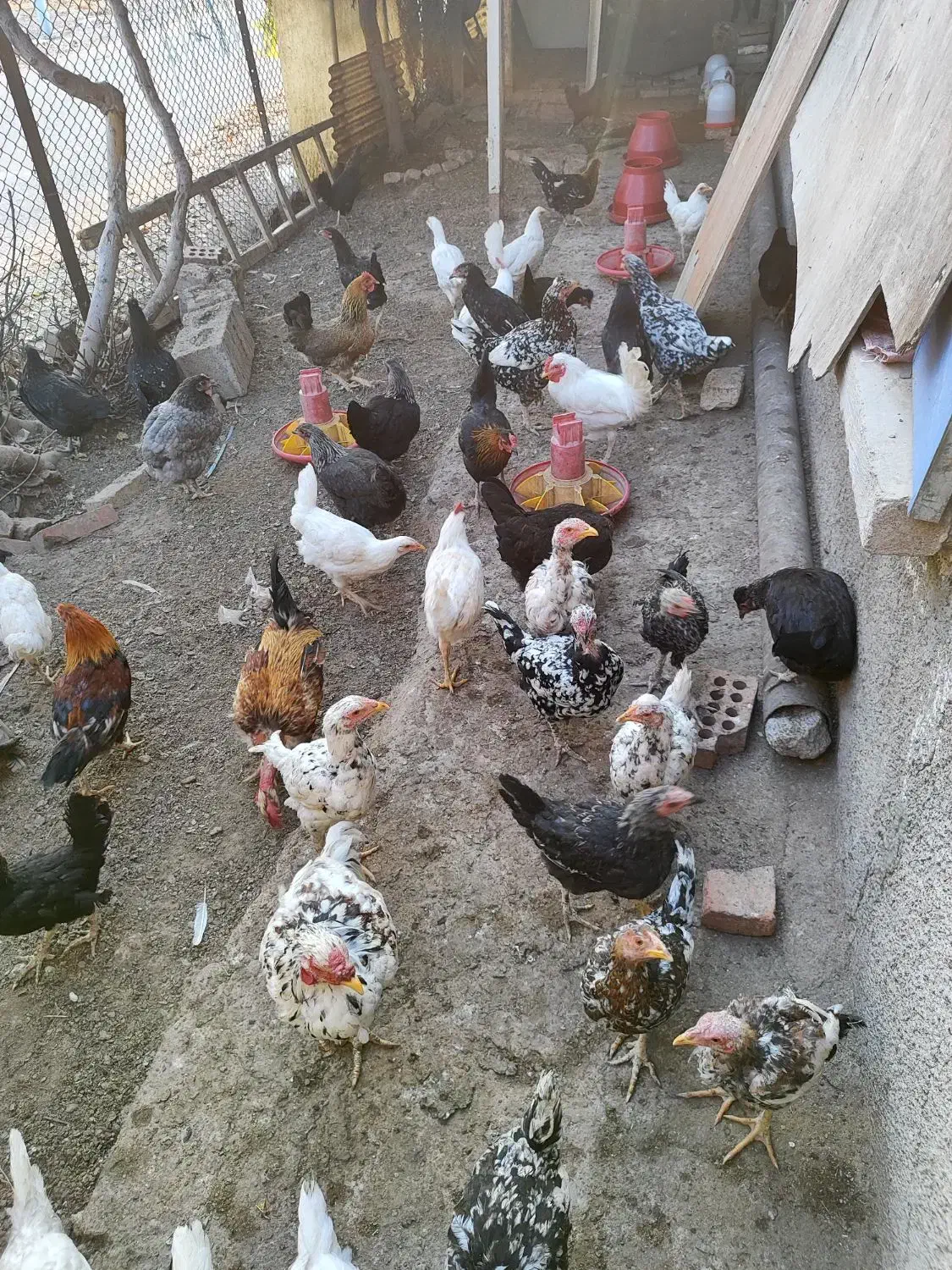 چندتا جوجه ۶ماهه رسمی ولاری به فروش میرسه|حیوانات مزرعه|اسلامشهر, مطهری|دیوار