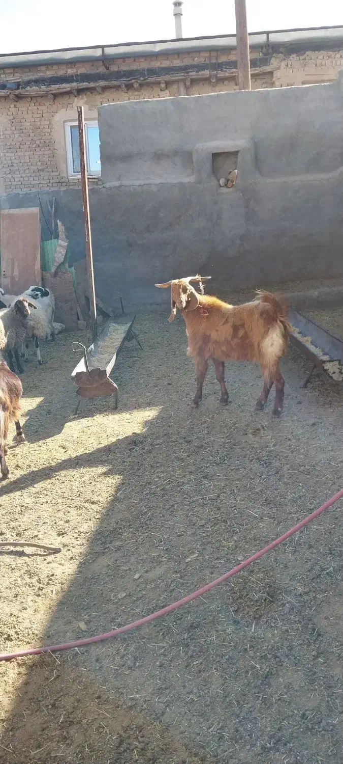 نربز دوبور|حیوانات مزرعه|خرقان, |دیوار