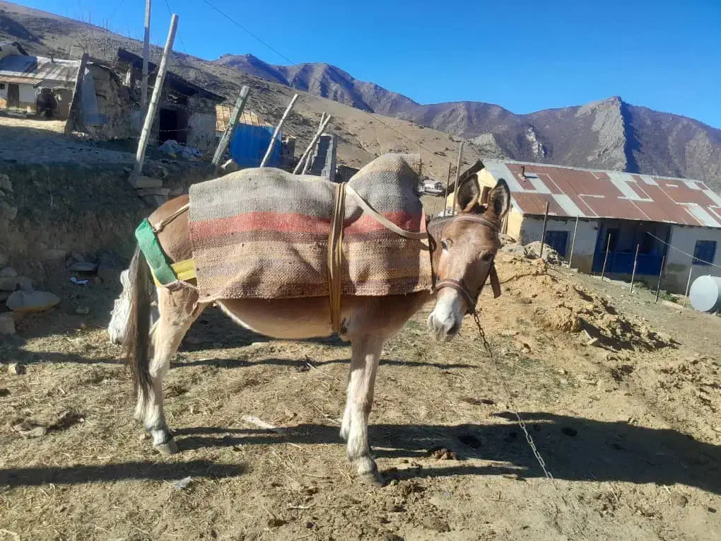 فروش فوری قاطر ۶ساله|حیوانات مزرعه|کجور, |دیوار