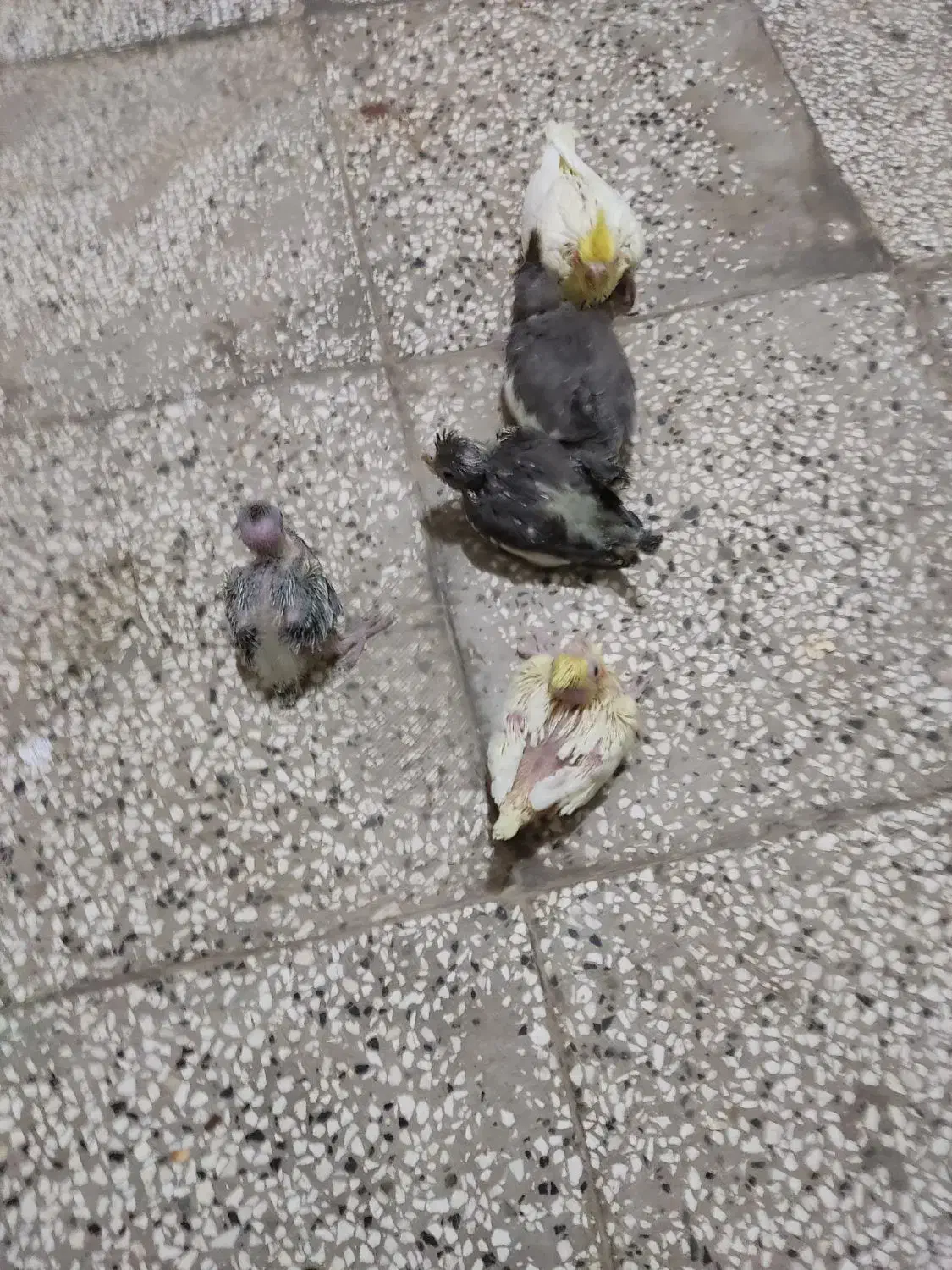 چند غدد جوجه عروس هلندی سالم|پرنده|قائن, |دیوار