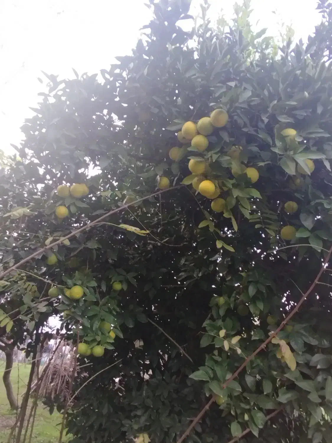 پرتغال محلی|خوردنی و آشامیدنی|رشت, معلولین|دیوار