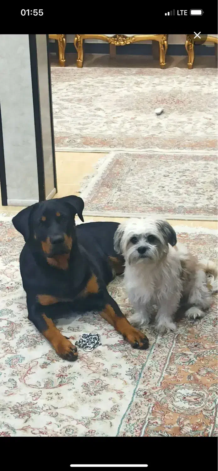 سگ گمشده مژدگانی عالی|حیوانات|کرمانشاه, |دیوار