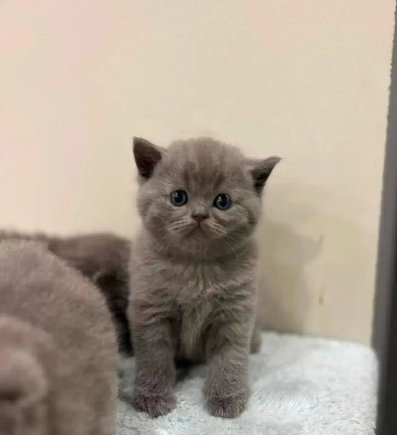 گربه بیرتیش بلوو|گربه|رشت, دیلمان|دیوار