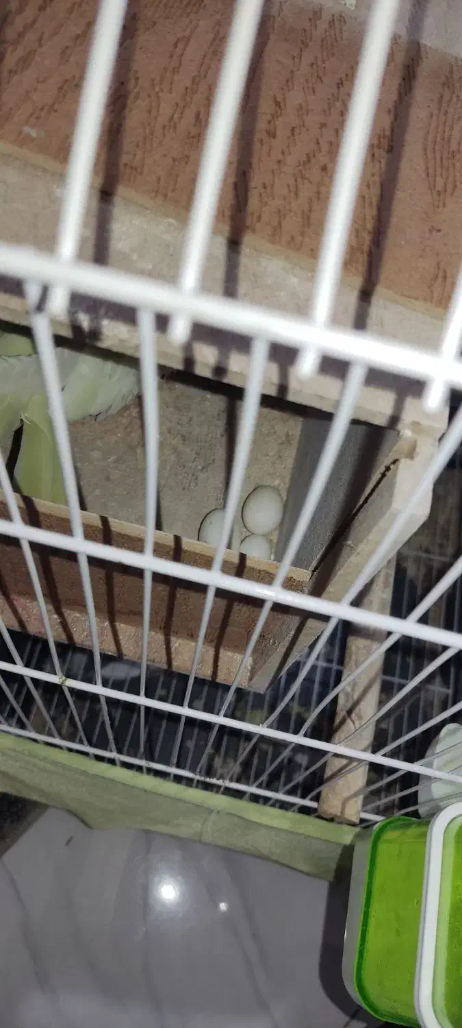 عروس هلندی|پرنده|آفتاب, |دیوار