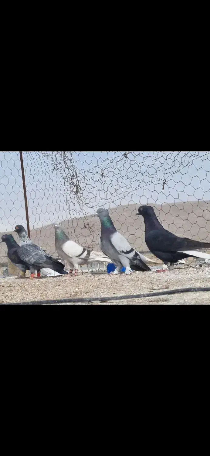 نر هوایی.|پرنده|مرودشت, کناره|دیوار