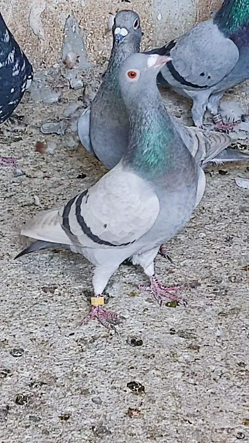 کبوتر رنگی و خارجی|پرنده|اهرم, |دیوار