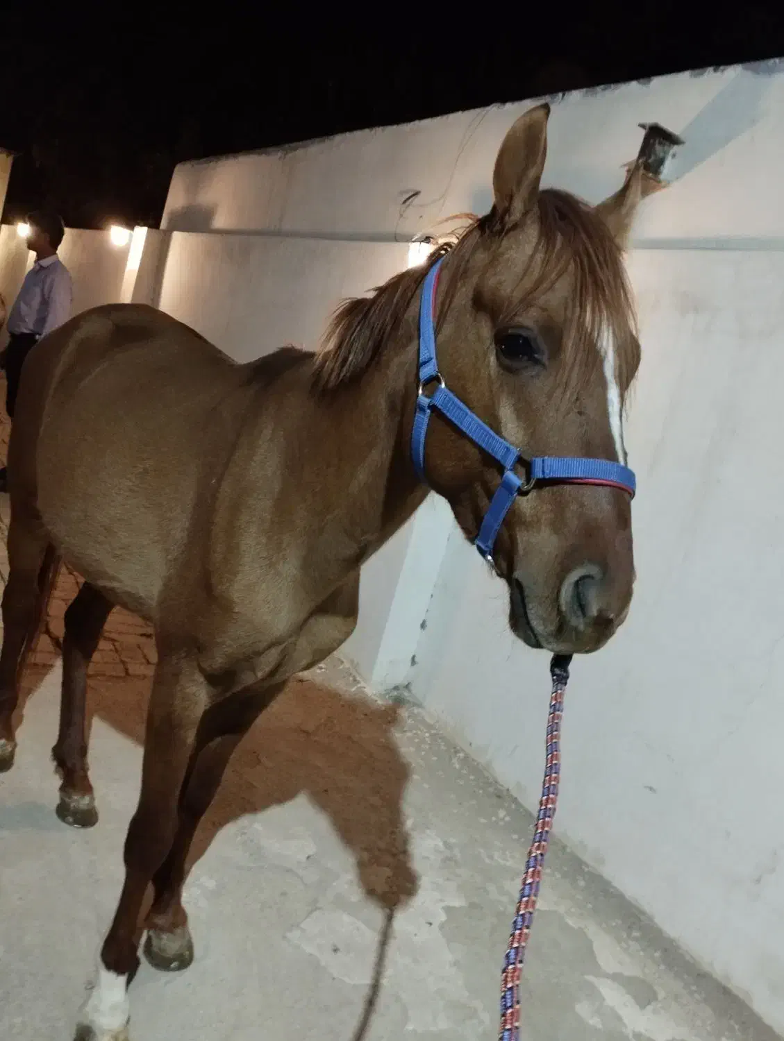 اسب ترکمن پرشی|اسب و تجهیزات اسب‌سواری|خرمدره, |دیوار