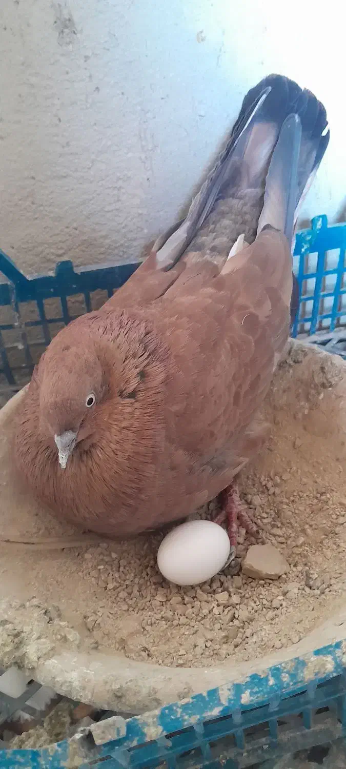 فروشی کله ای وچپی رامشیر|پرنده|بندر ماهشهر, |دیوار