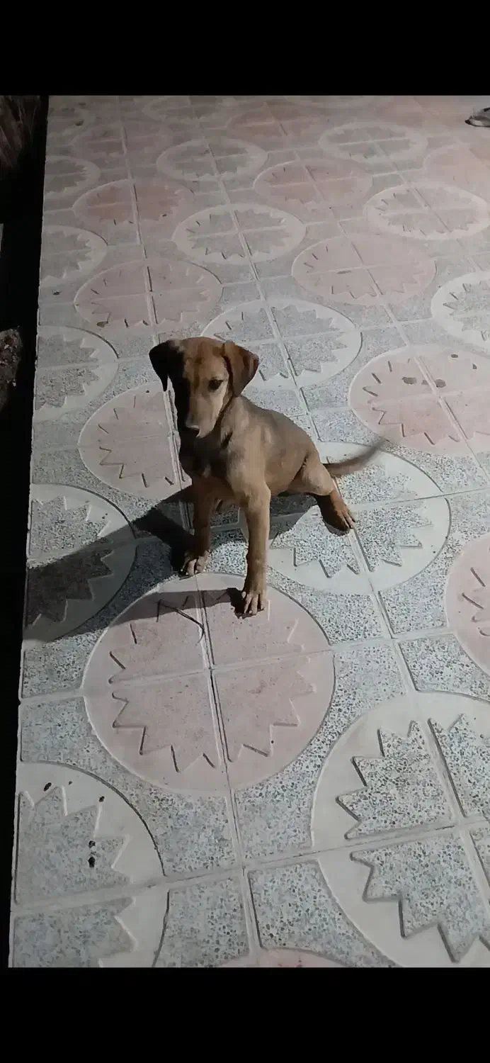 سگ دورگ دوبرمن مناسب نگهبانی|سگ|اقلید, |دیوار