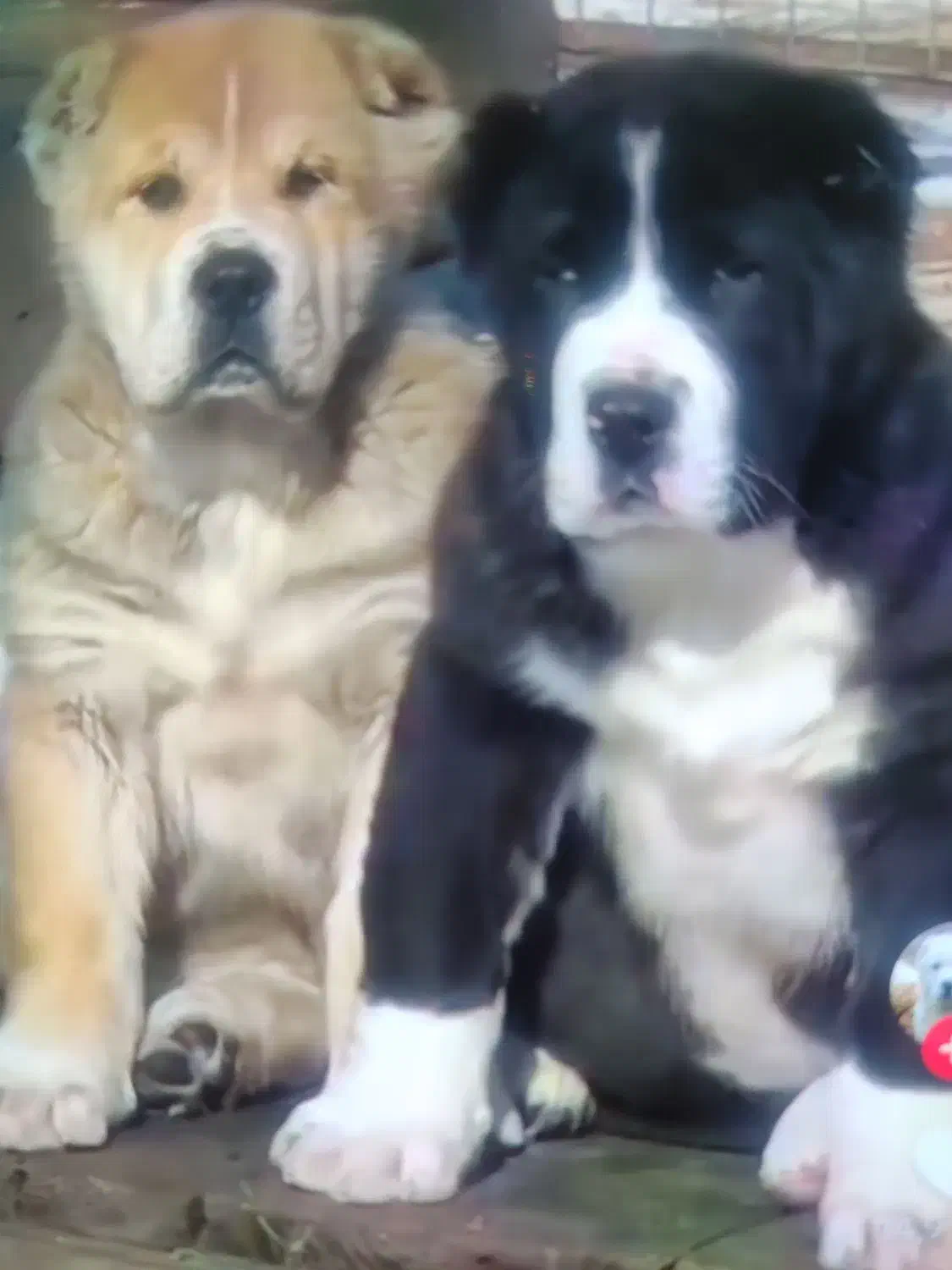 سگ الا بای ترکمنی اصل با مدارک کامل|سگ|تهران, خلیج فارس|دیوار