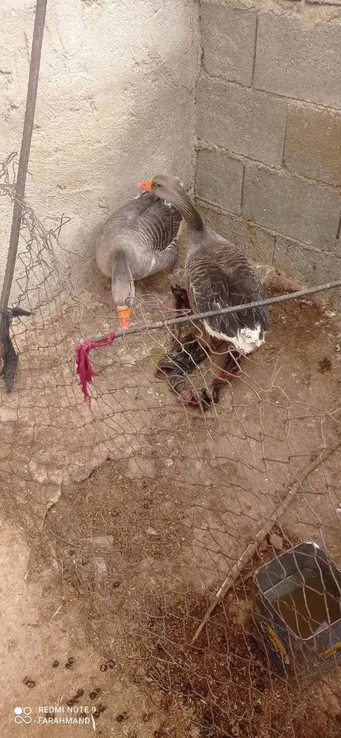 غاز نر وماده|حیوانات مزرعه|کوه چنار, |دیوار