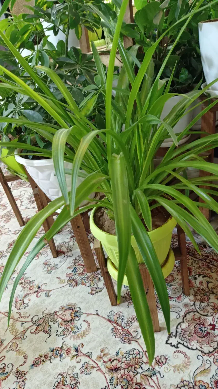 گل آپارتمانی|گل و گیاه طبیعی|شاهینشهر, نبوت|دیوار