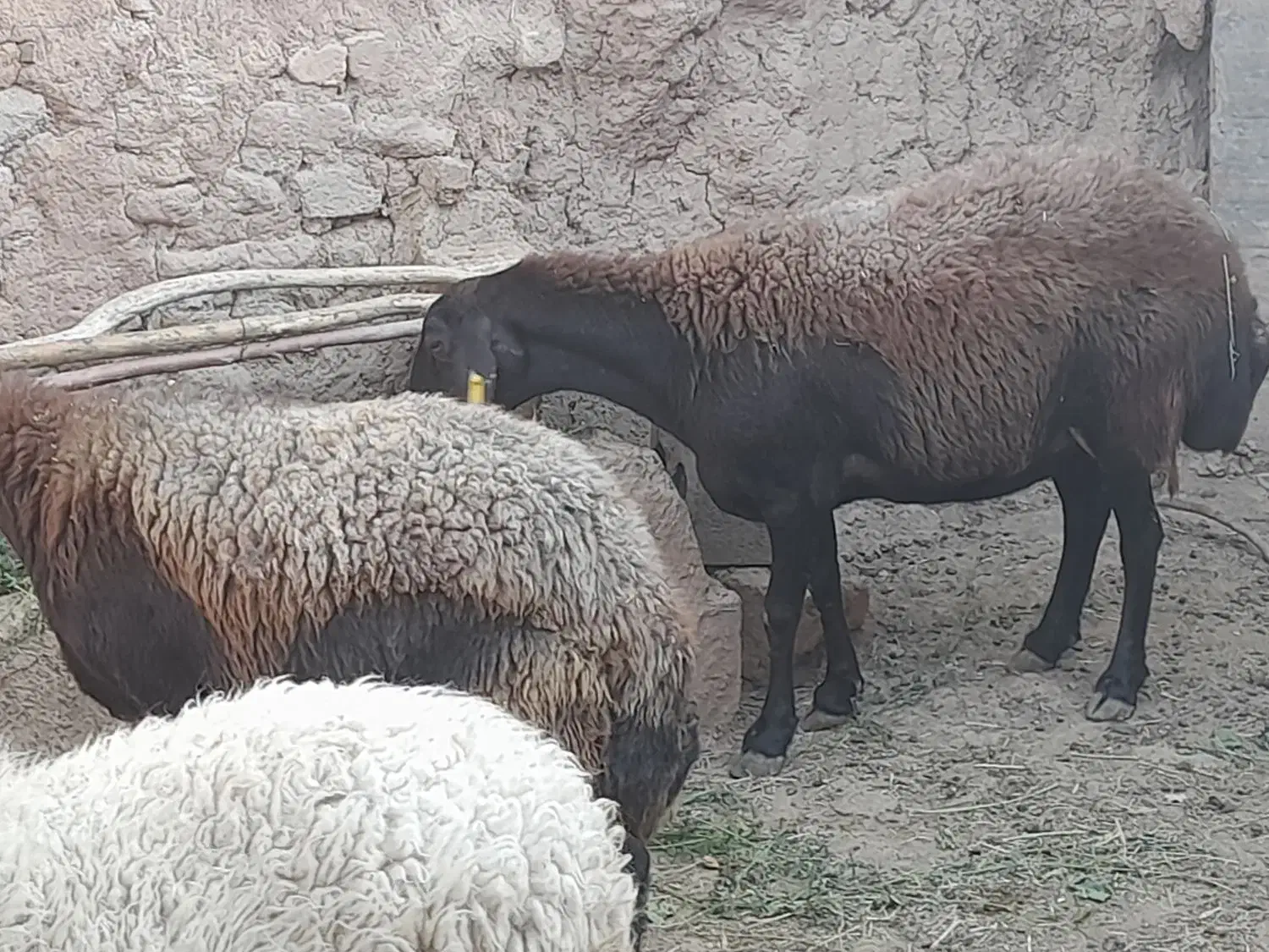 میش قزل افشار|حیوانات مزرعه|میمه, |دیوار