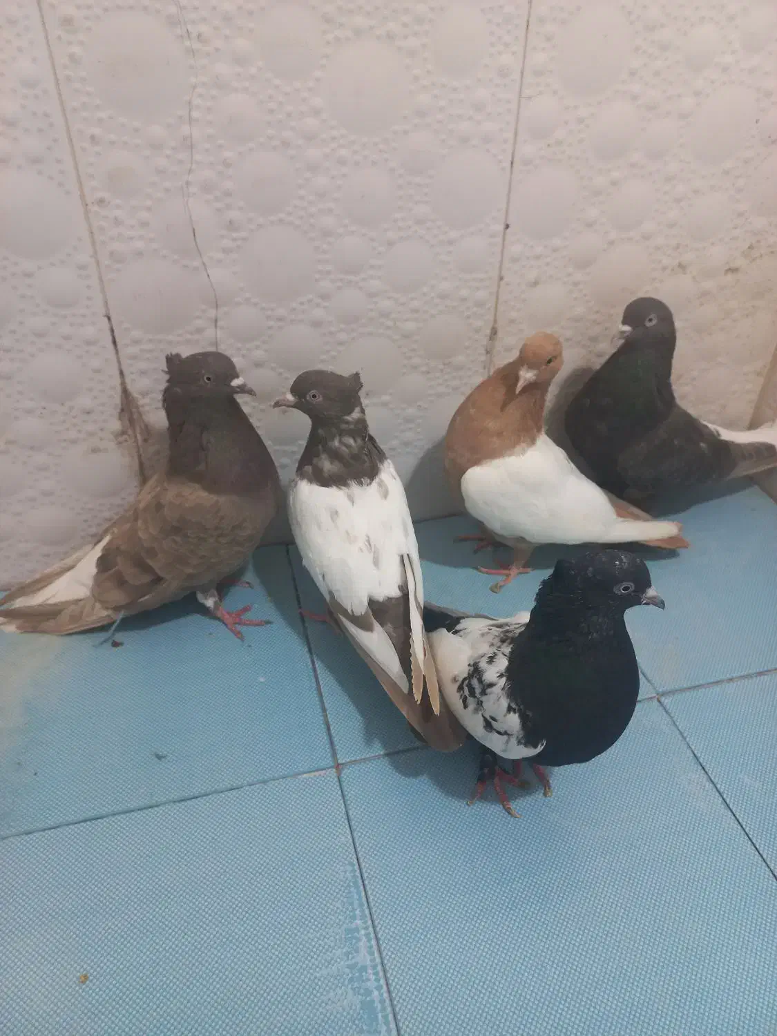 رنگی|پرنده|شیراز, دشت چنار|دیوار