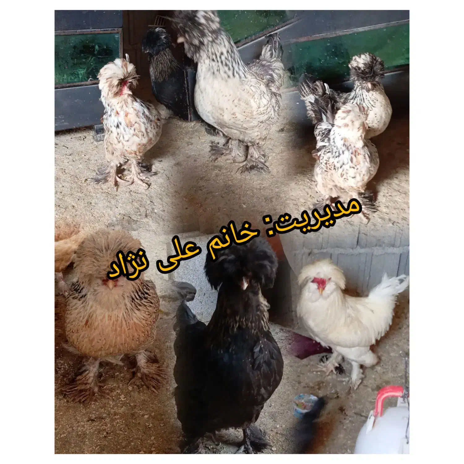 تخم مرغ نژادی اصیل|حیوانات مزرعه|یاسوج, |دیوار