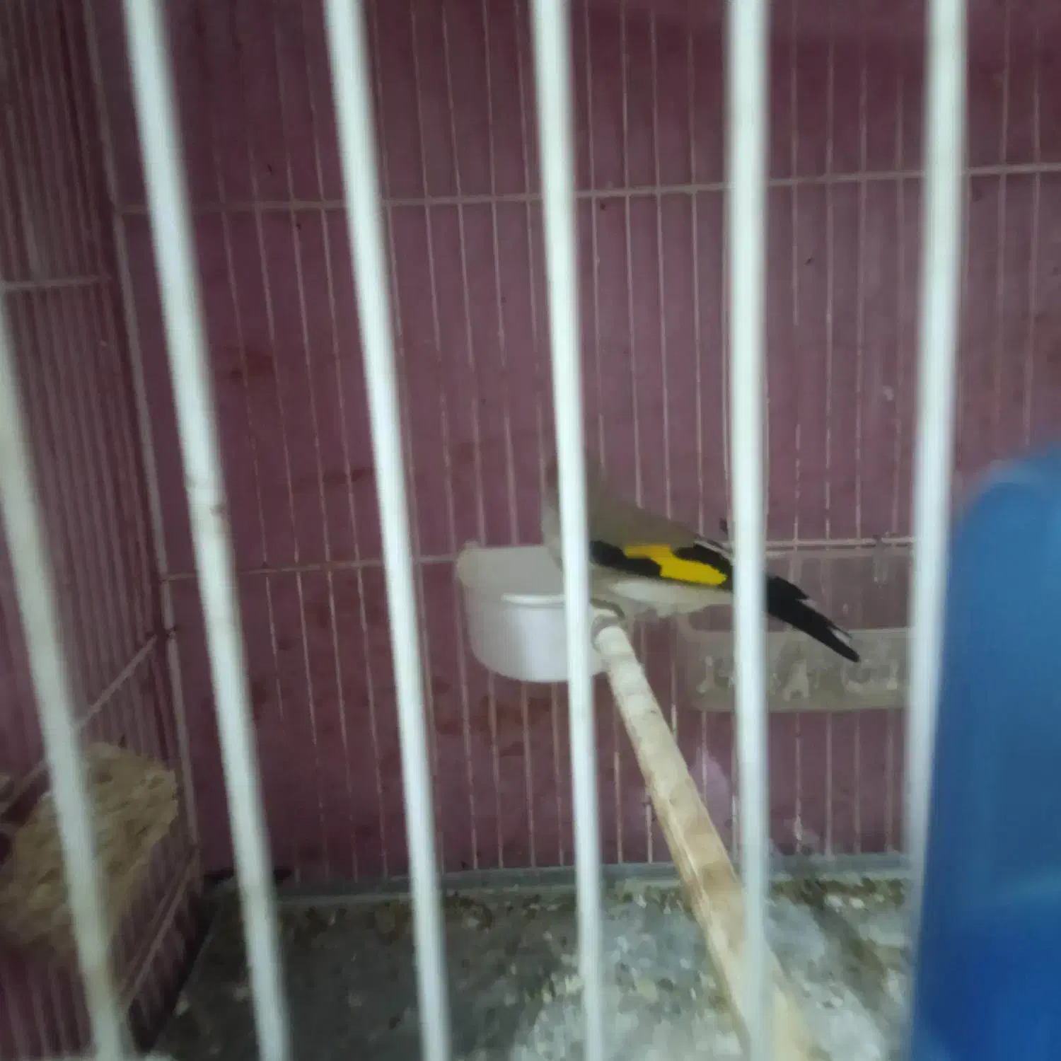 سهره کرمانی نر|پرنده|بیرجند, |دیوار