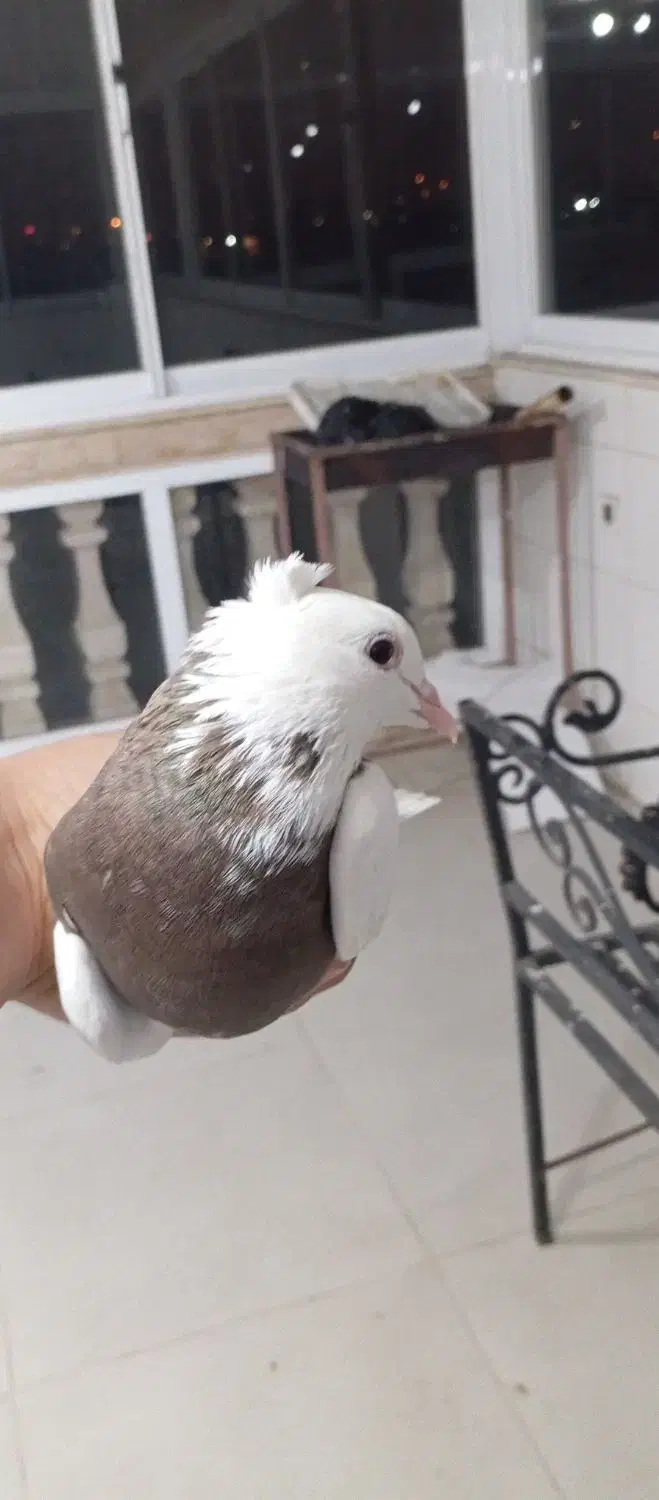 کبوتر|پرنده|بهشهر, |دیوار