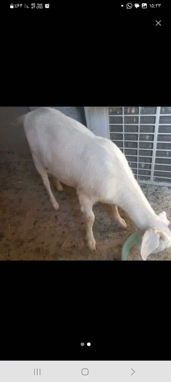 بزسانن|حیوانات مزرعه|پاکدشت, پاکدشت (مامازند)|دیوار