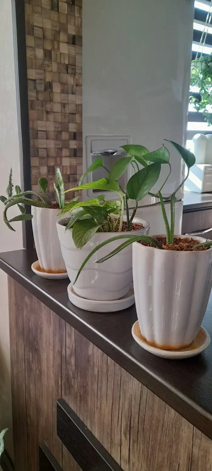 تعدادی گل آپارتمانی|گل و گیاه طبیعی|بروجرد, |دیوار