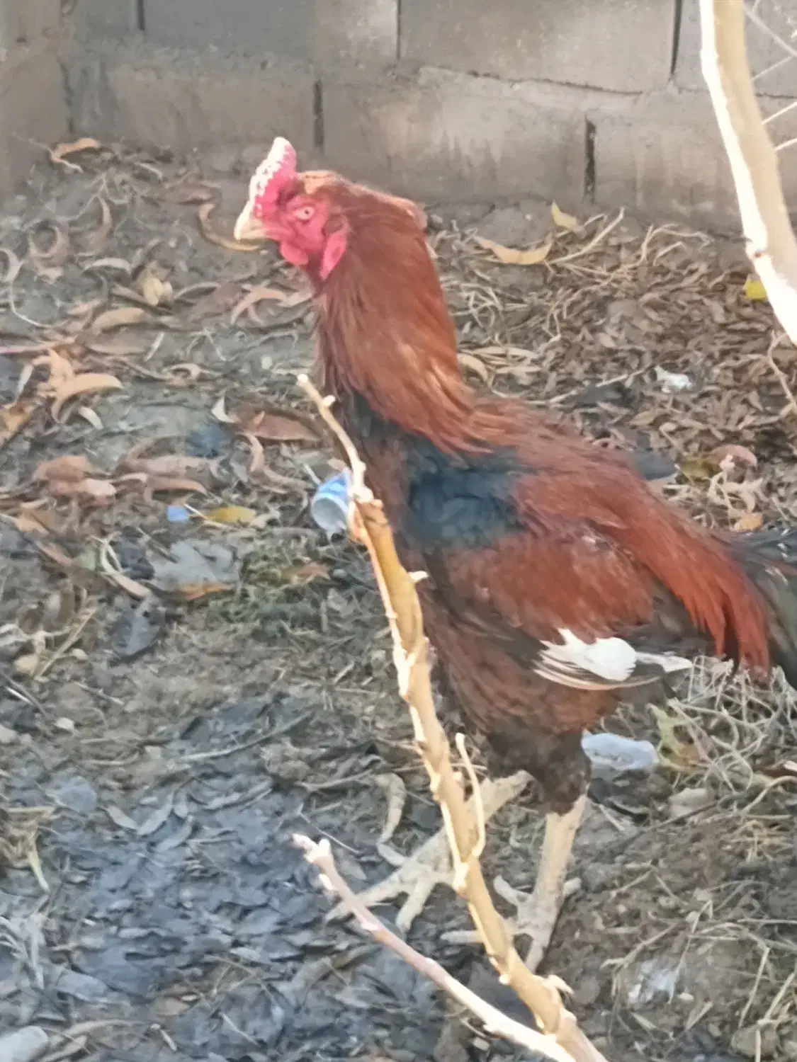 لاری درجه یک|حیوانات مزرعه|کشکسرای, |دیوار