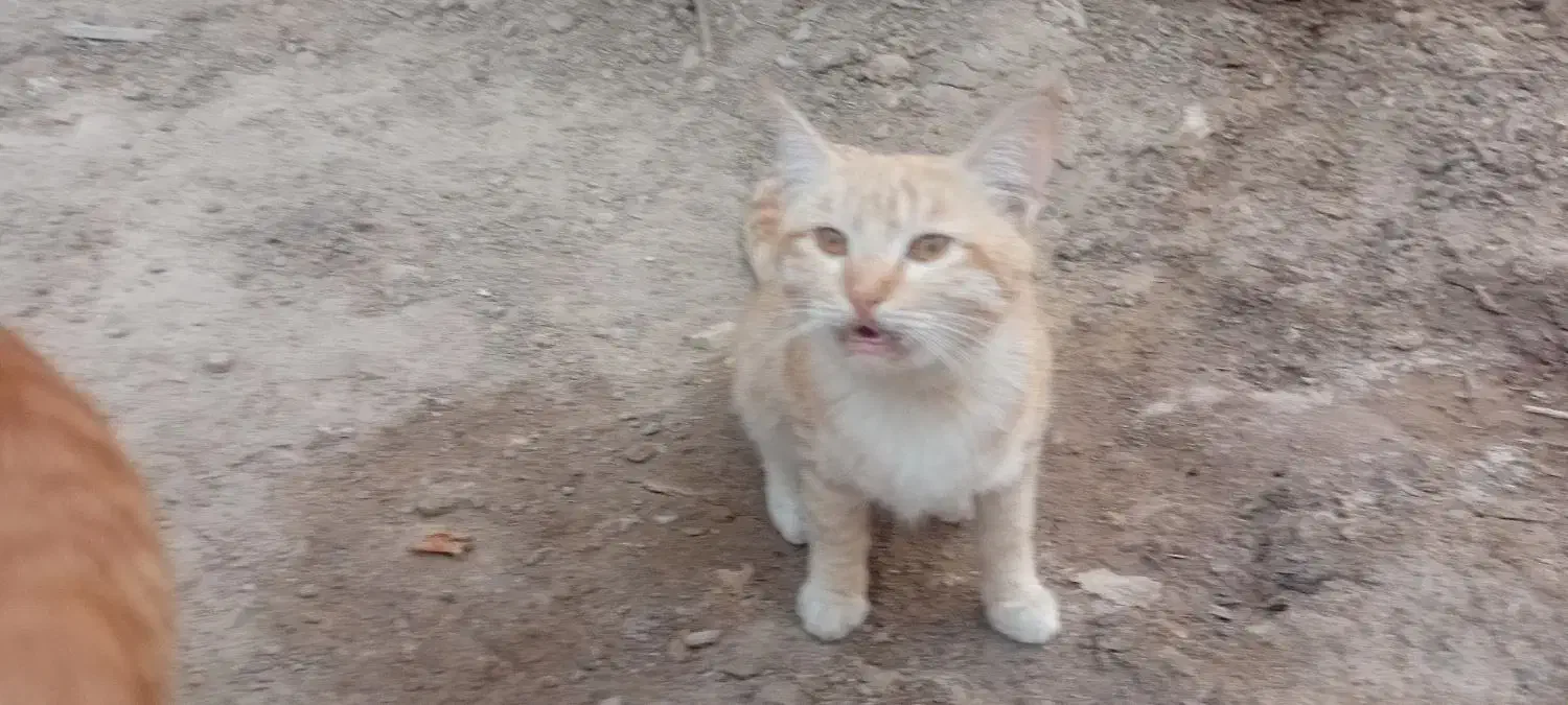 گربه اهلی خانگی|گربه|زاهدان, |دیوار