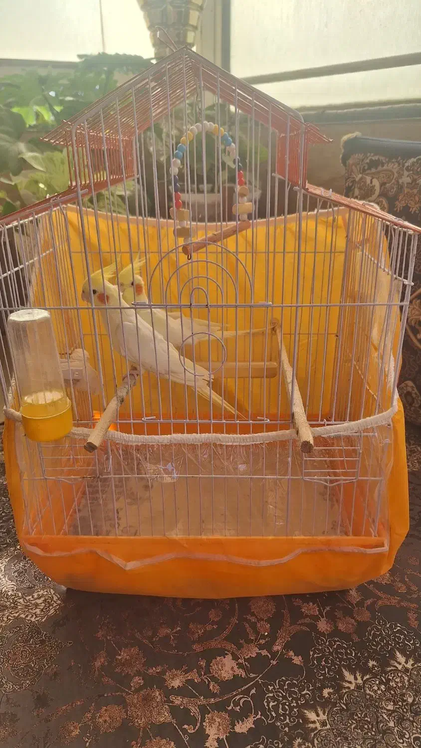 دو عدد پرنده عروس هلندی با قفس و لانه چوبی|پرنده|قائم‌شهر, |دیوار