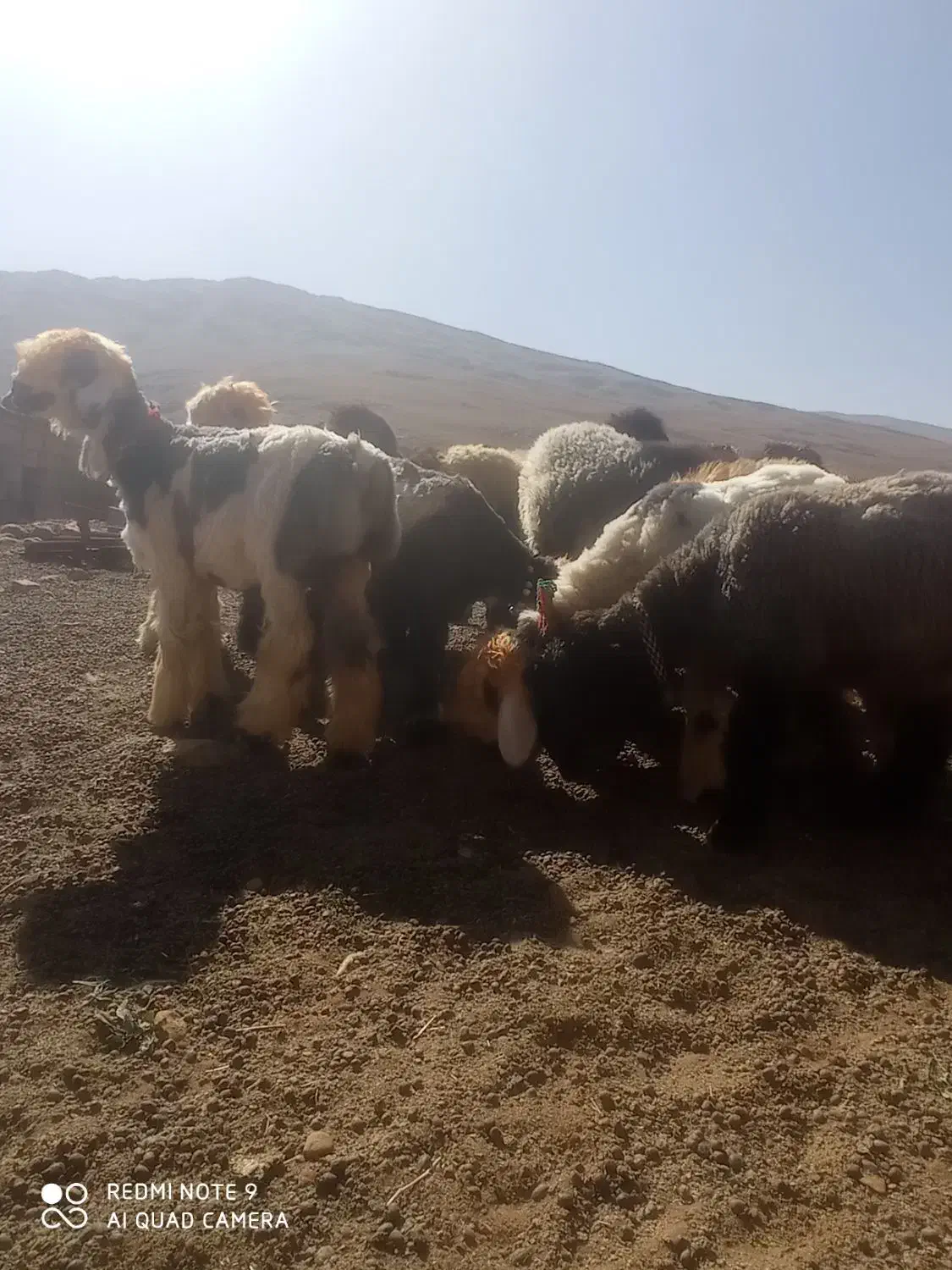 بره ماده میش قوچ بز|حیوانات مزرعه|کوهرنگ, |دیوار