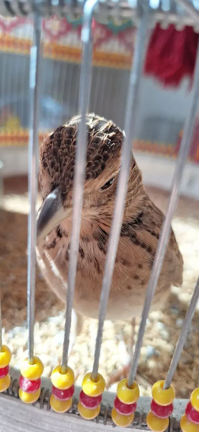 قناری خاکی سهره|پرنده|مهربان, |دیوار