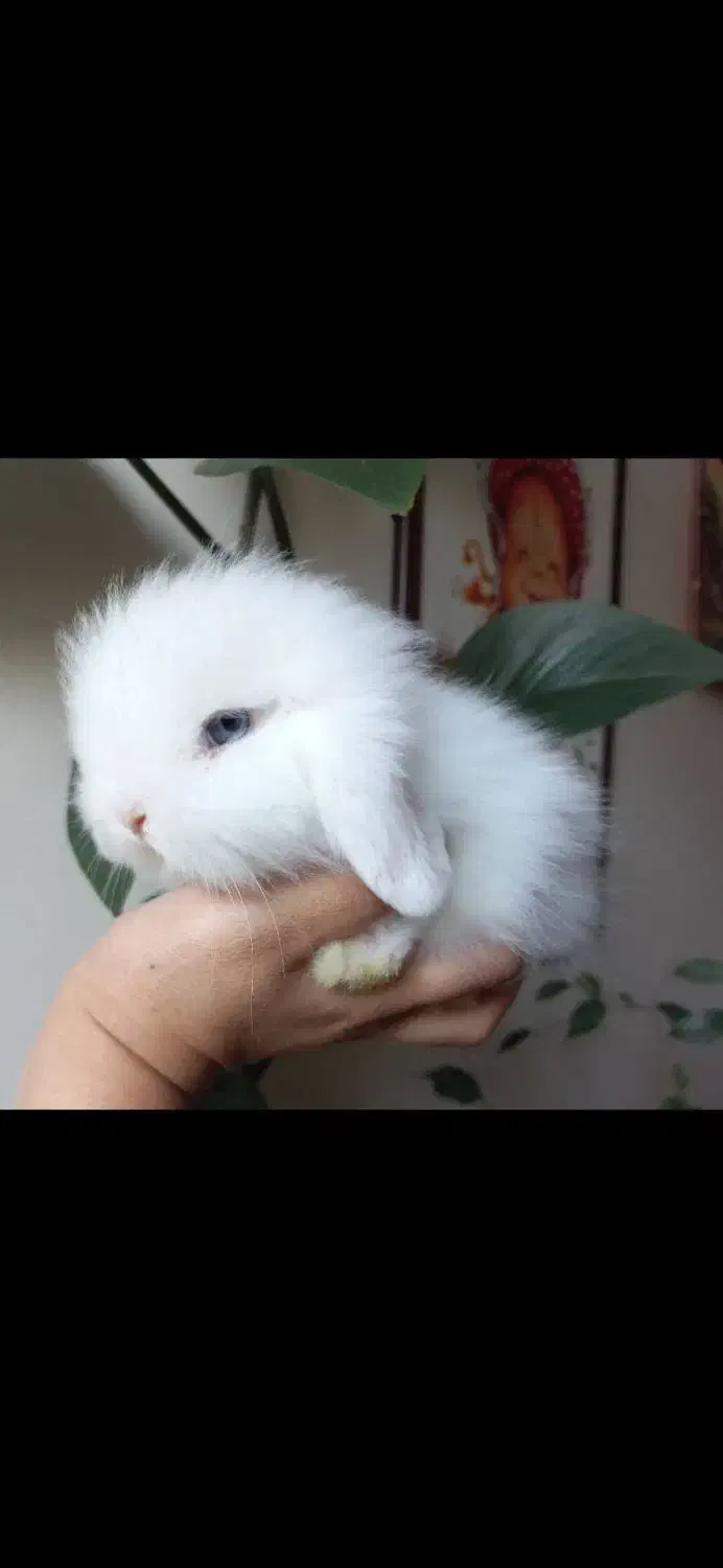 خرگوش لوپ ۳ ماهشه|موش و خرگوش|ساوه, |دیوار