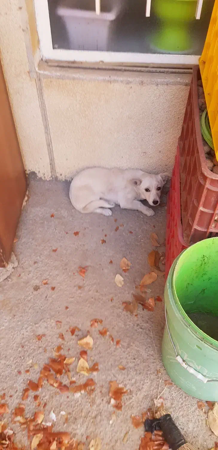 سگ پا کوتاه|سگ|خرمدره, |دیوار