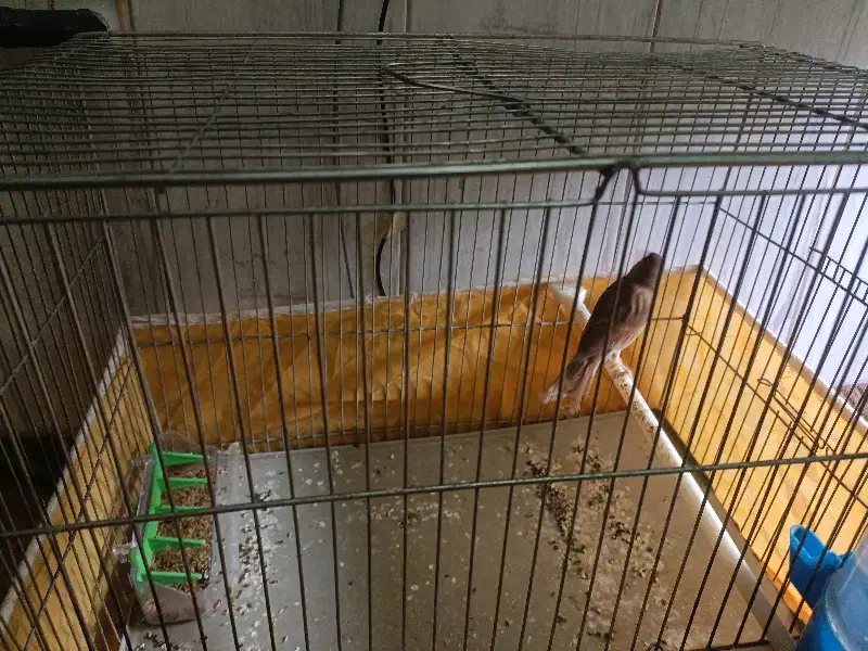 قناری دارچینی|پرنده|مبارکه, |دیوار