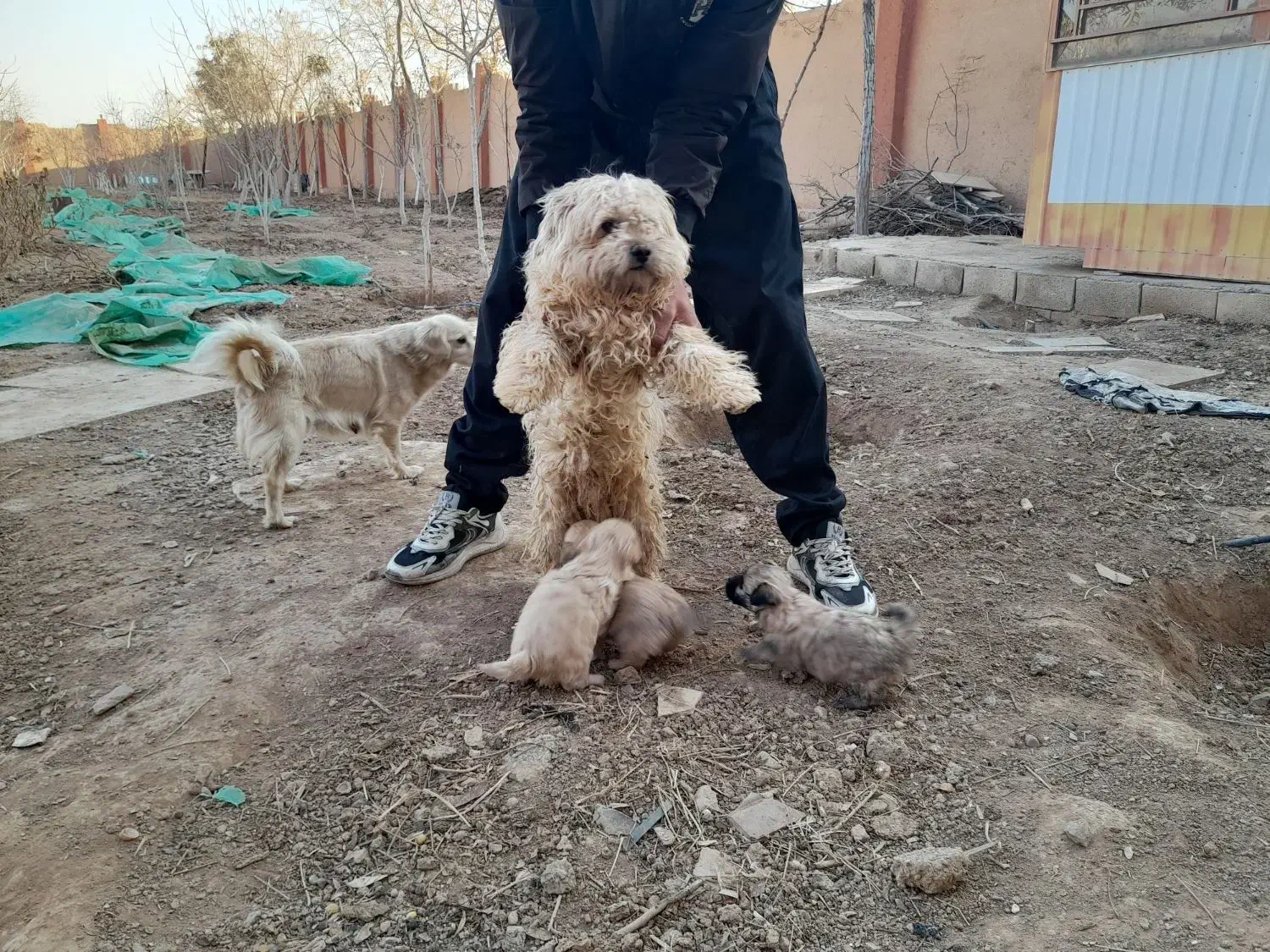 توله پاپی|سگ|شاهین‌شهر, گرگاب|دیوار