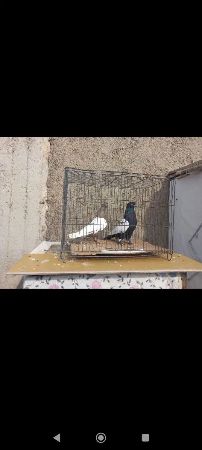 کبوتر قره کوینح|حیوانات|تبریز, |دیوار