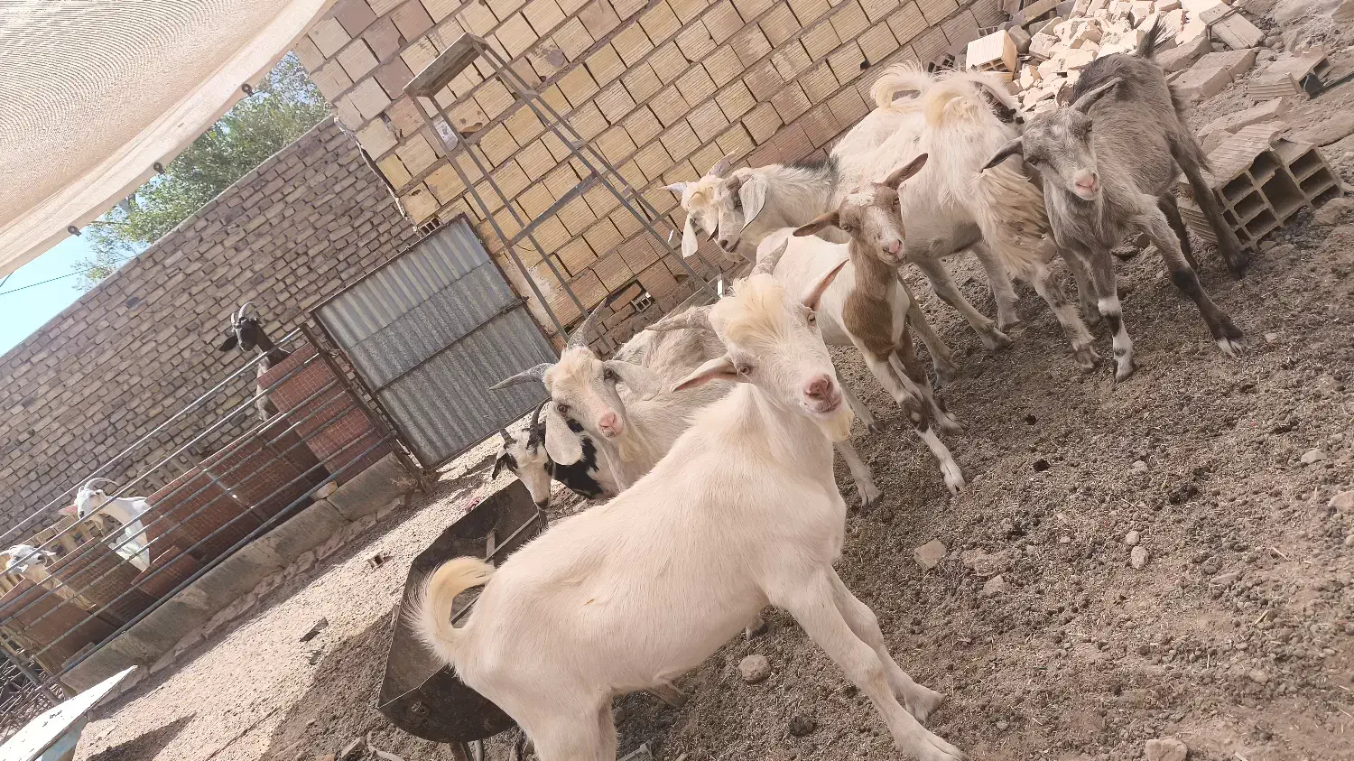 بز و کره درجه یک|حیوانات مزرعه|میبد, |دیوار