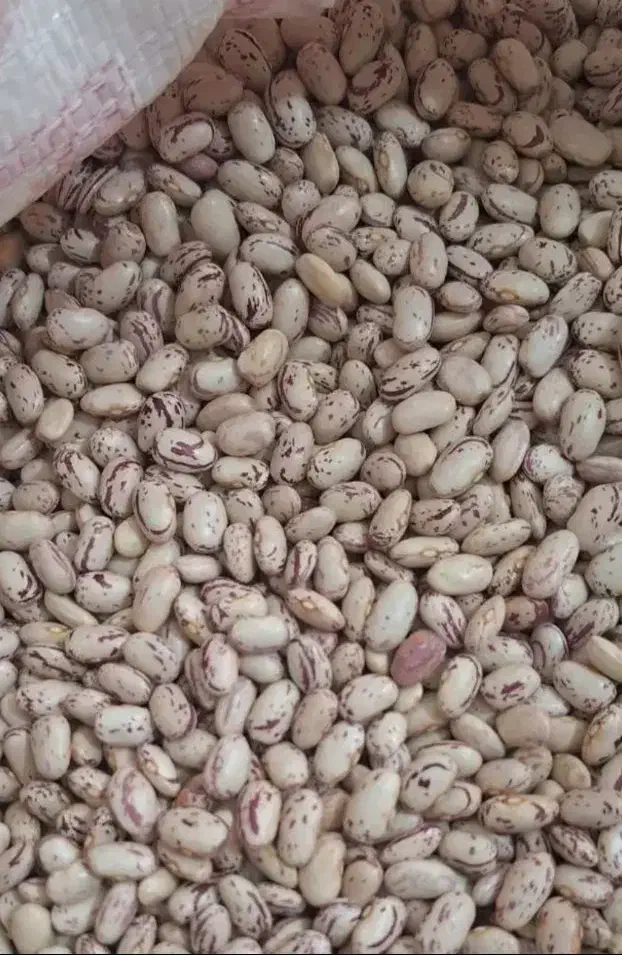 لوبیا چیتی کیلویی ۳۴۵|خوردنی و آشامیدنی|یاسوج, |دیوار