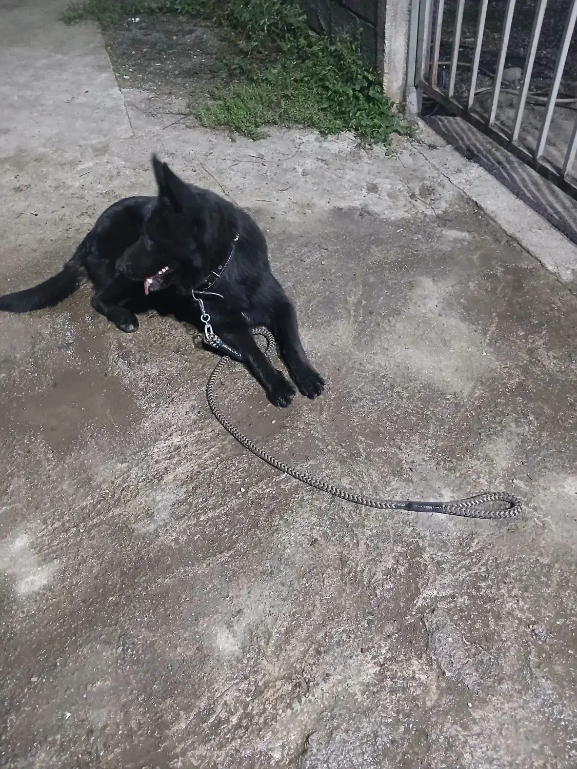 سگ ژرمن بلک ماده اصیل|سگ|پرهسر, |دیوار