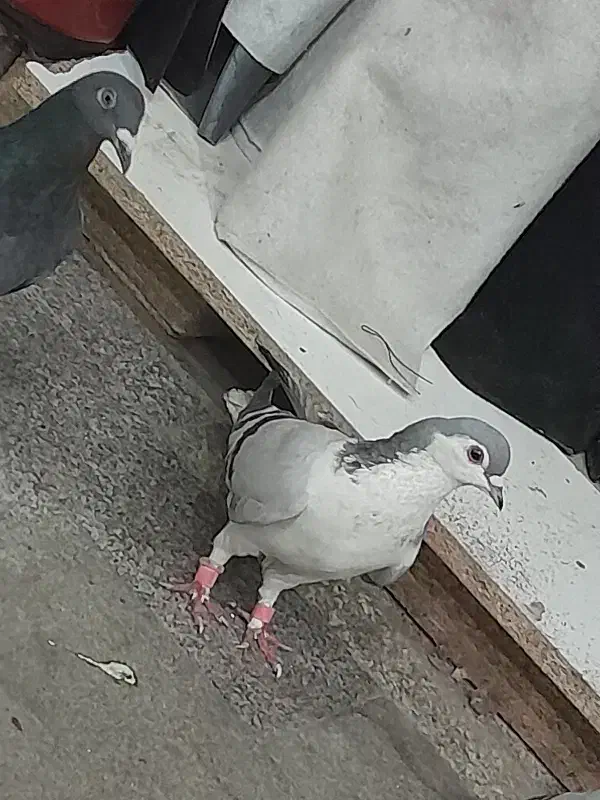 کفتر|پرنده|قائن, |دیوار