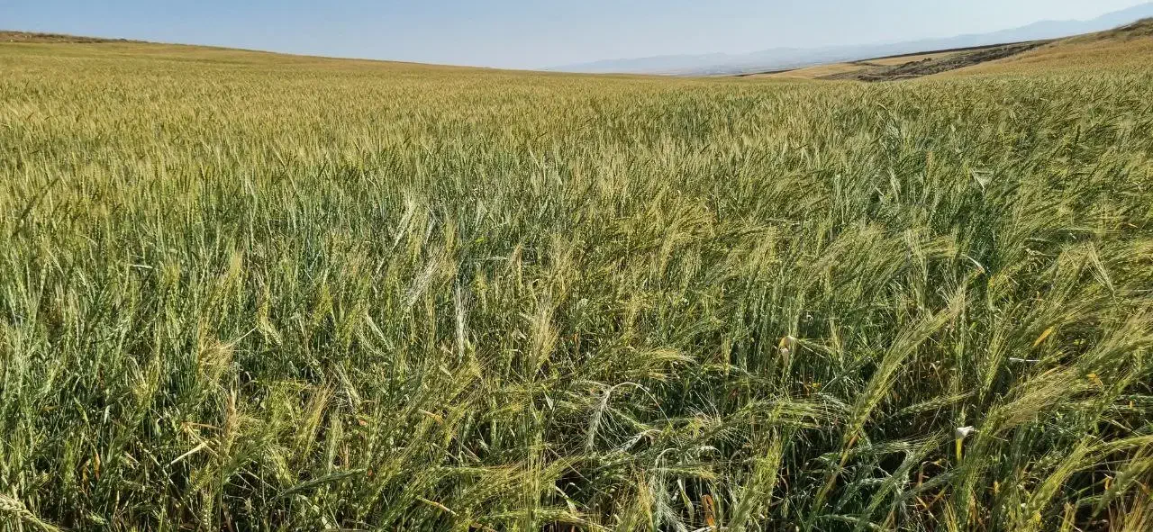 فروش ۱۰هکتار زمین کشاورزی دیم یکجا روستای چپقلو|فروش زمین و ملک کلنگی|دوتپه, |دیوار