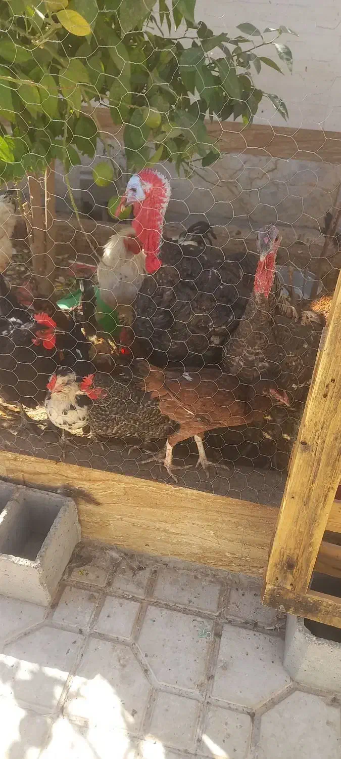 بوقلمون نر ماده سالم سرحال|حیوانات مزرعه|فسا, |دیوار