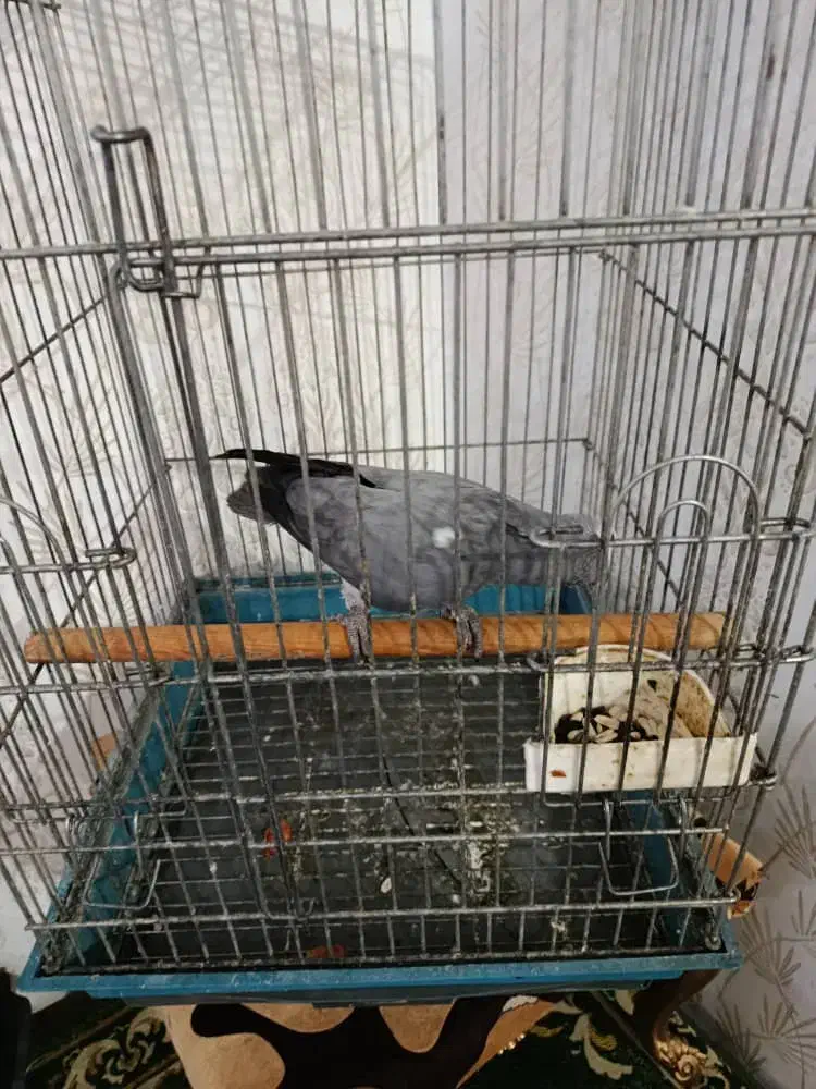 کاسکو سخنگو|پرنده|کارون, |دیوار