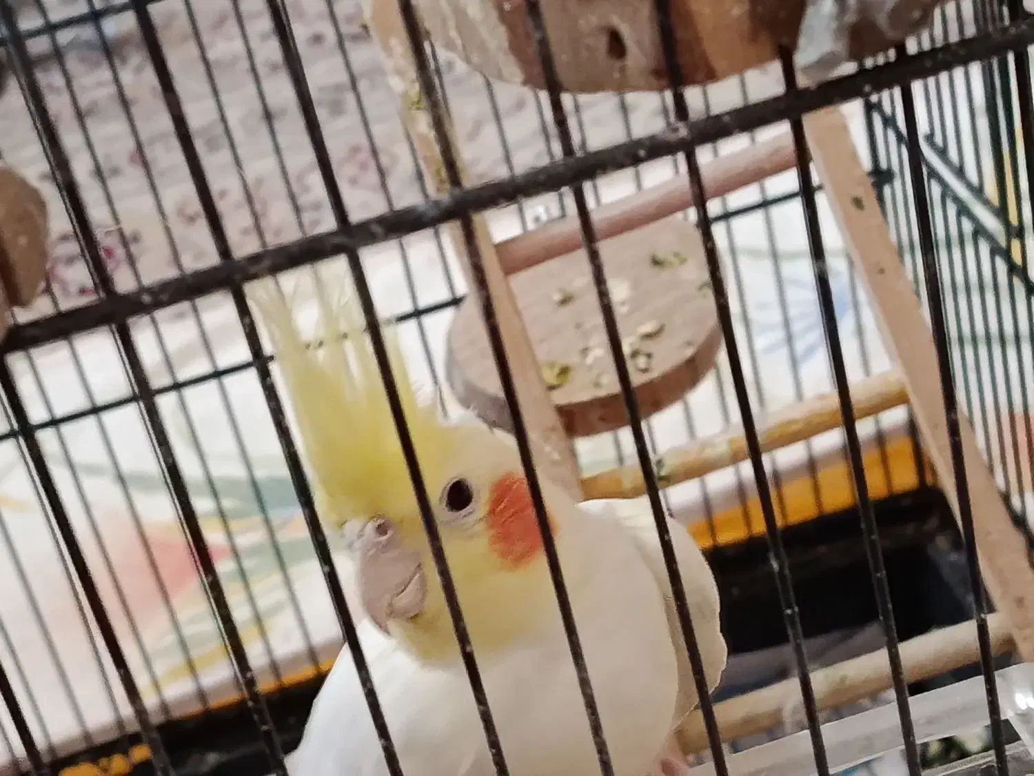 عروس هلندی 1 ساله  لوتینو تخم گذار ماده|پرنده|شاهین‌شهر, فردوسی|دیوار