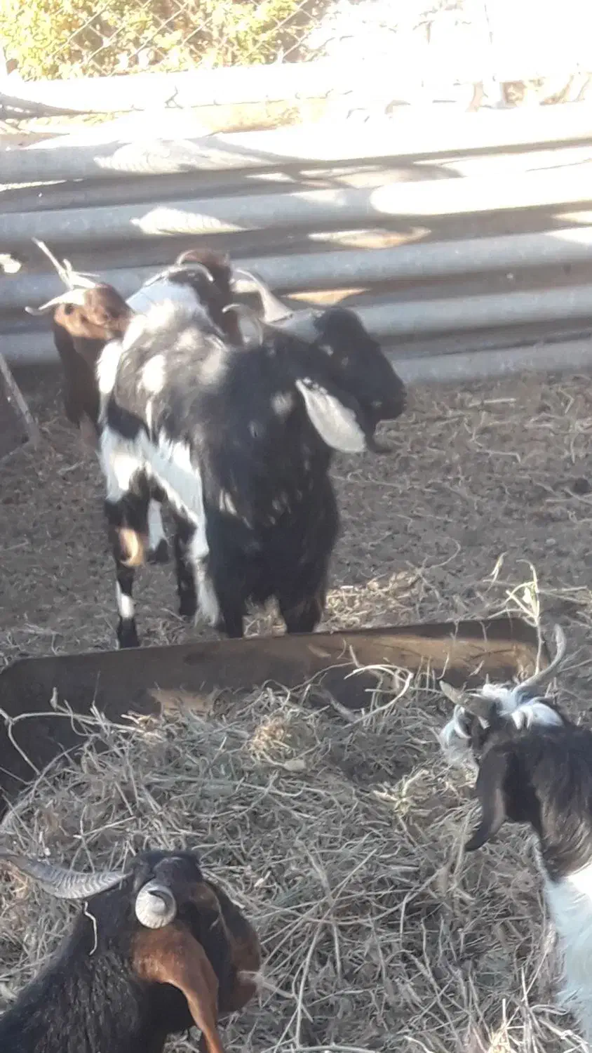 حیوانات|حیوانات مزرعه|شاهرود, |دیوار