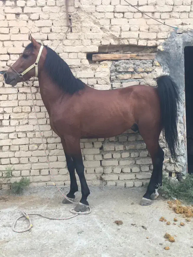 اسب عرب ایرانی خالص|اسب و تجهیزات اسب‌سواری|خوانسار, |دیوار