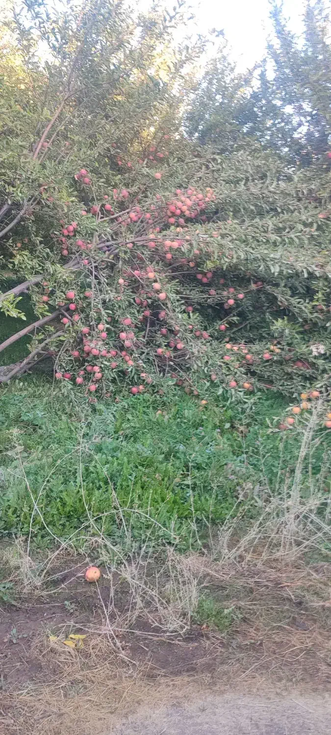 کارکشاورزی|خدمات باغبانی و درختکاری|خرم‌آباد, |دیوار