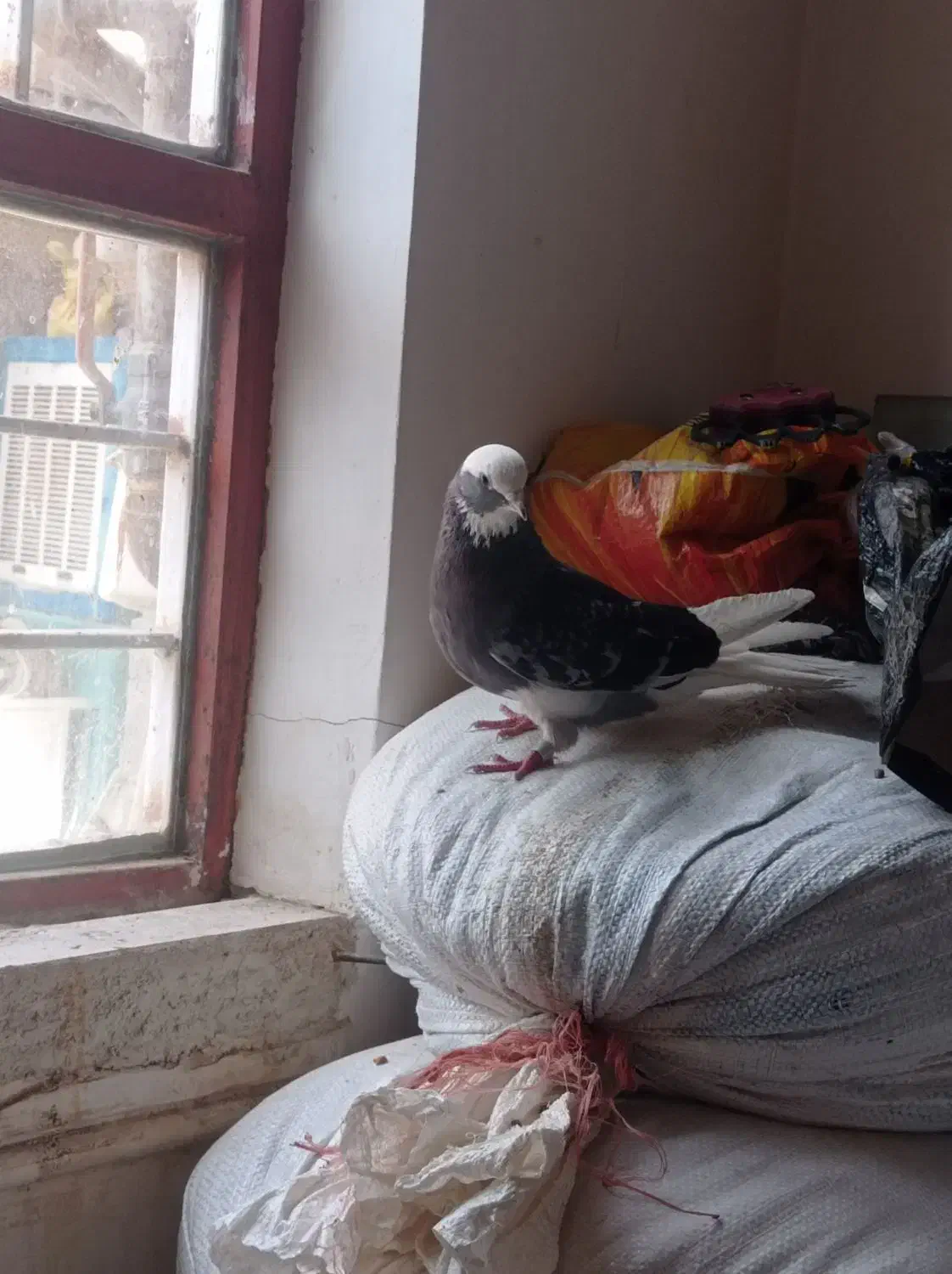 اگهی رو چک کن|پرنده|ملکان, |دیوار