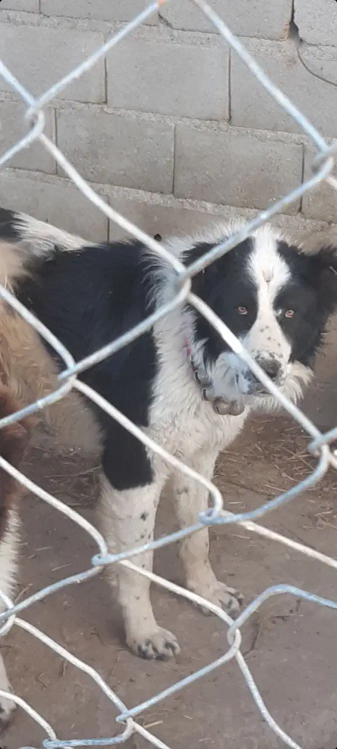 سگ نر همقال گله ای بز میش|سگ|خمینیشهر, |دیوار